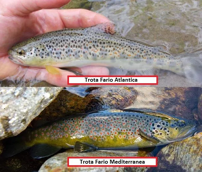 Ripopolamento dei tratti fluviali in Abruzzo con attenzione alla trota mediterranea e alla tutela delle acque interne